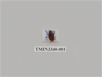 藏品(埔里胖絨毛金龜)的圖片